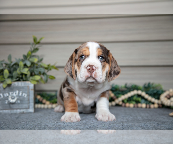 Medium Photo #3 Beabull Puppy For Sale in MILLERSBURG, OH, USA