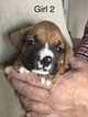 Small Photo #5 Boxer Puppy For Sale in HORSE CAVE, KY, USA