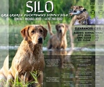 Small #15 Labrador Retriever