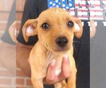 Small Chihuahua