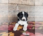 Small #8 Border Collie