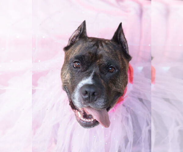 Medium Photo #61 Mutt Puppy For Sale in Philadelphia, PA, USA