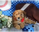 Small Photo #4 Poodle (Miniature)-Shorkie Tzu Mix Puppy For Sale in KIRKWOOD, PA, USA