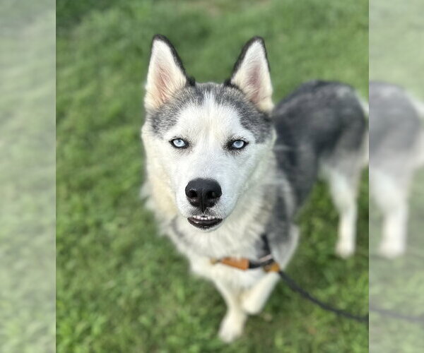 Medium Photo #2 Siberian Husky Puppy For Sale in Evansville, IN, USA