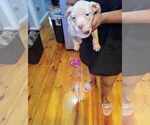 Puppy Puppy 6 F4 American Bully