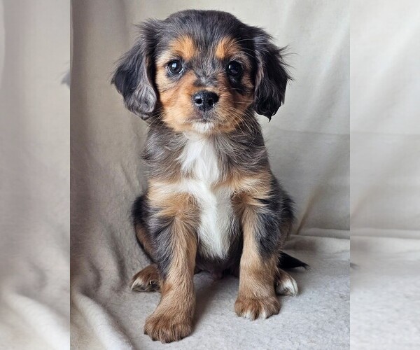 Medium Photo #2 Cavalier King Charles Spaniel-Miniature Australian Shepherd Mix Puppy For Sale in GILBERT, AZ, USA