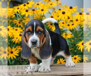 Basset Hound Puppy for sale in MANHEIM, PA, USA