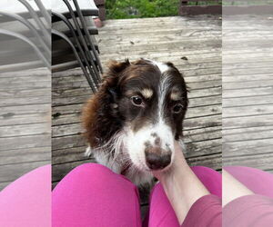 Australian Shepherd Dogs for adoption in Princeton, MN, USA