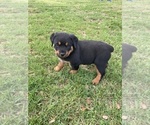 Small Photo #2 Rottweiler Puppy For Sale in SHELL KNOB, MO, USA