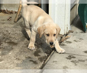 Labrador Retriever Puppy for sale in CHETEK, WI, USA