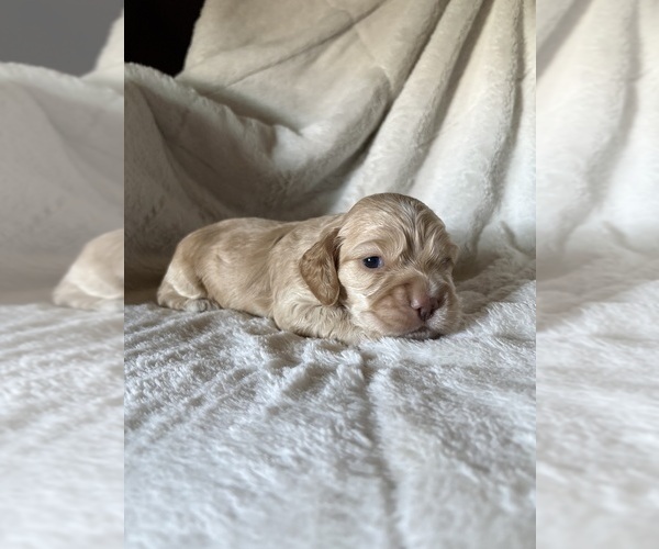 Medium Photo #1 Cocker Spaniel Puppy For Sale in LEANDER, TX, USA