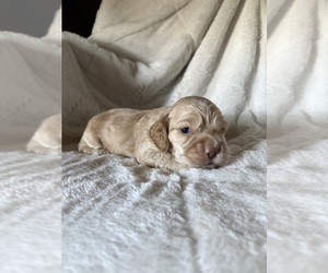 Cocker Spaniel Puppy for sale in LEANDER, TX, USA