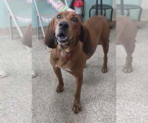 Redbone Coonhound-Unknown Mix Dogs for adoption in Martinsburg, WV, USA