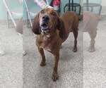 Small Redbone Coonhound Mix