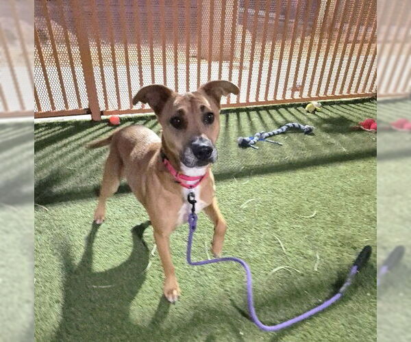 Medium Photo #2 Mutt Puppy For Sale in Las Vegas, NV, USA