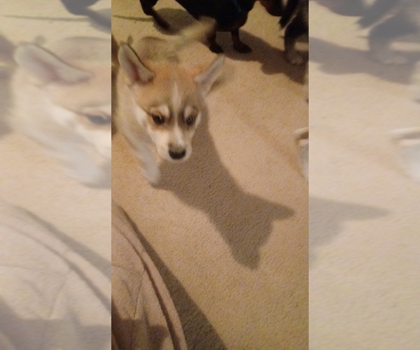 Medium Photo #5 Gerberian Shepsky Puppy For Sale in EDMORE, MI, USA