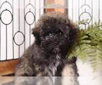 Small #1 Shih-Poo