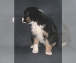 Small Photo #4 Australian Shepherd Puppy For Sale in ROYALSTON, MA, USA