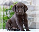 Small #3 Labrador Retriever