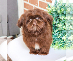 Small #4 Shih Tzu