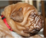 Small #2 Dogue de Bordeaux