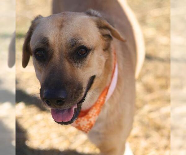 Medium Photo #1 Labrador Retriever-Unknown Mix Puppy For Sale in San Antonio, TX, USA
