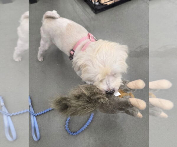 Medium Photo #2 Shih-Poo Puppy For Sale in Decatur, GA, USA