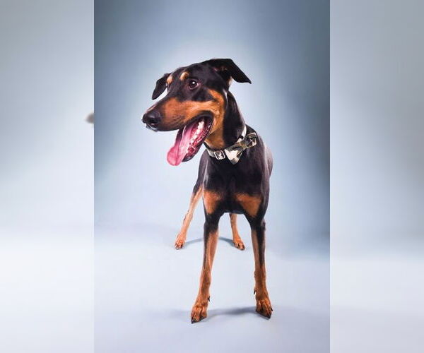 Medium Photo #3 Doberman Pinscher Puppy For Sale in Buffalo, MN, USA