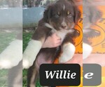 Puppy 6 Australian Shepherd