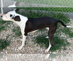 Small #1 American Pit Bull Terrier