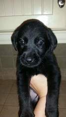 Labrador Retriever Puppy for sale in GATESVILLE, TX, USA
