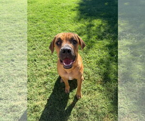 Mastiff Dogs for adoption in Goodyear, AZ, USA