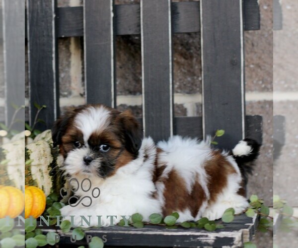 Medium Photo #2 Shih Tzu Puppy For Sale in GORDONVILLE, PA, USA