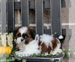 Mavis - Female Shih Tzu Puppy for Sale - Photo #2