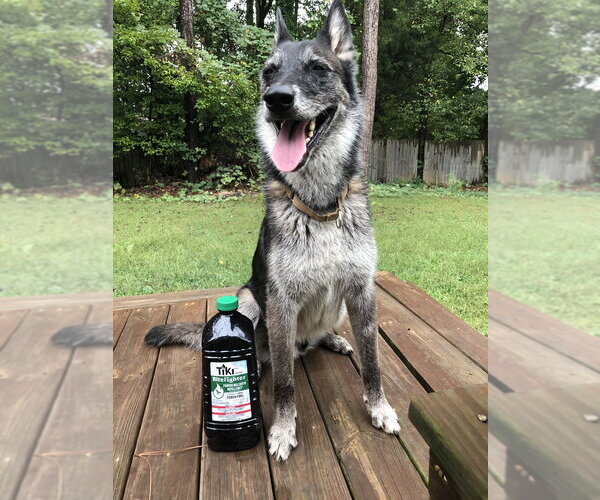 Medium Photo #4 Mutt Puppy For Sale in Imlay City, MI, USA