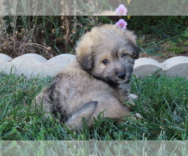 Medium Photo #11 Pookimo Puppy For Sale in MEMPHIS, MO, USA