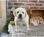 Small #1 Labrador Retriever