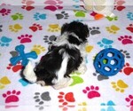 Small Photo #3 Havanese Puppy For Sale in ORO VALLEY, AZ, USA