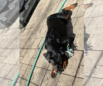 Small #2 Rottweiler