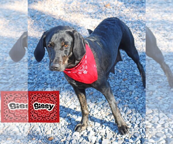 Medium Photo #8 Mutt Puppy For Sale in Wakefield, RI, USA