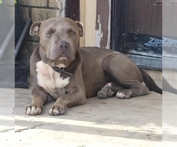 Medium Photo #1 American Staffordshire Terrier-Unknown Mix Puppy For Sale in San Antonio, TX, USA