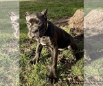 Small Photo #12 Cane Corso Puppy For Sale in ALLENTOWN, PA, USA