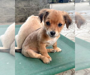 Chihuahua-Colonial Cocker Spaniel Mix Dogs for adoption in Corona, CA, USA