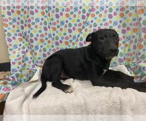 Mutt Dogs for adoption in Modesto, CA, USA