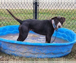 Lucille - Female Mutt Dog for Adoption - Photo #4