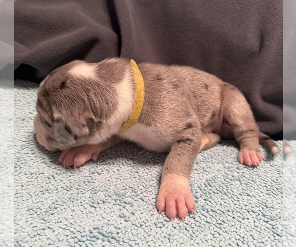 Medium Photo #3 Great Dane Puppy For Sale in RANSOMVILLE, NY, USA