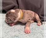 Small #2 Great Dane