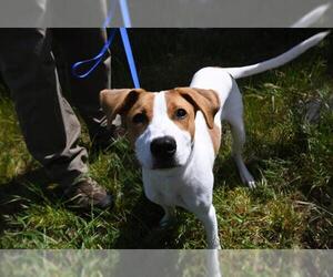 Parson Russell Terrier Dogs for adoption in Santa Rosa, CA, USA
