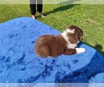Small #1 Miniature American Shepherd