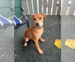 Small #2 American Pit Bull Terrier Mix